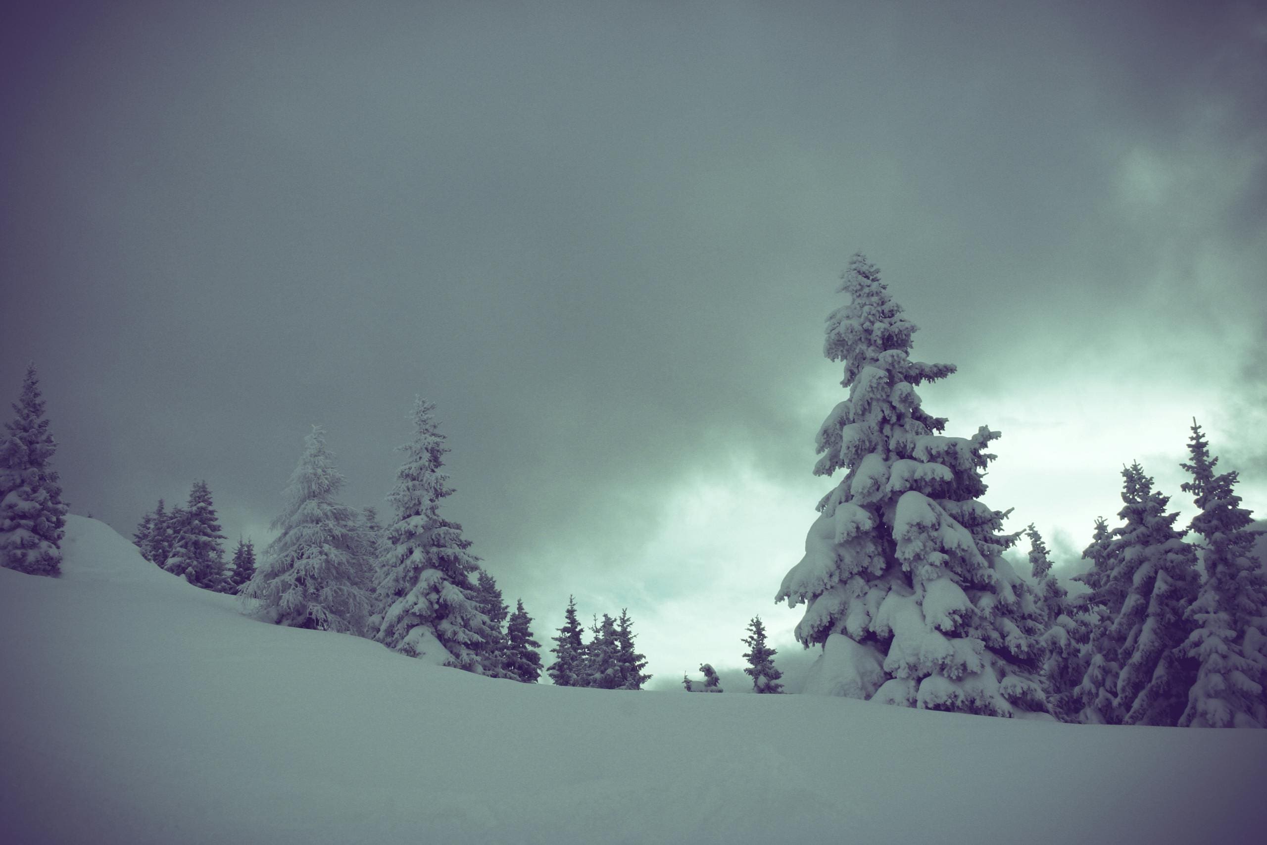 Breathtaking winter landscape featuring snow-covered trees under a dramatic sky.